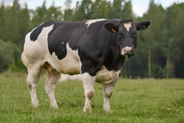 Vaca Branca Preta Campo — Fotografia de Stock