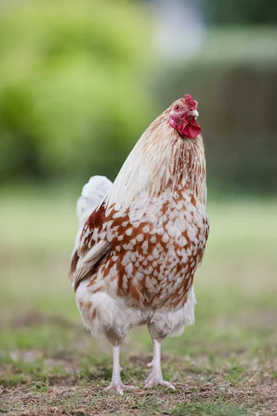 White Brown Rooster Free Garden — Stock Photo, Image
