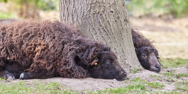 木の下に眠っている茶色の羊 — ストック写真