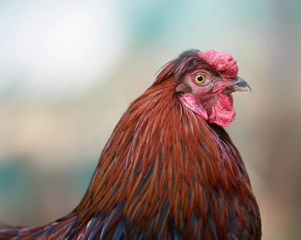 若い赤い鶏の頭の近くに — ストック写真