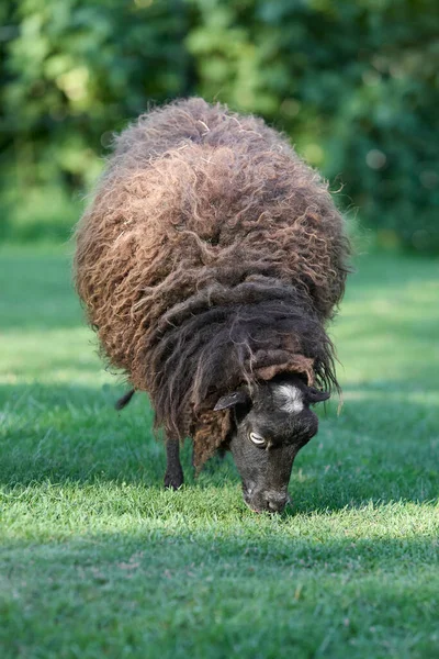 牧草地で茶色の女性の外来羊 — ストック写真