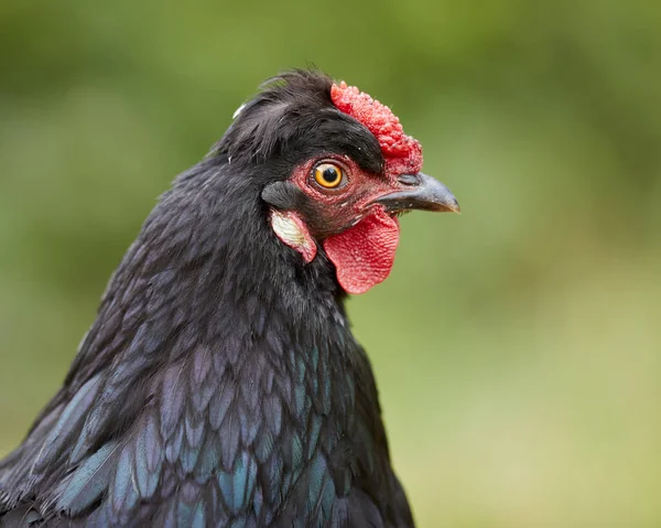 Close Black Chicken Head — Stock Photo, Image