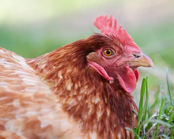 Csirke Fejének Közelsége — Stock Fotó