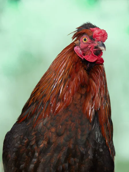 太陽の下での鶏の肖像画 — ストック写真