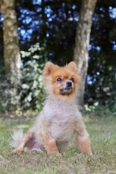 草の中のポメラニアの子犬 — ストック写真