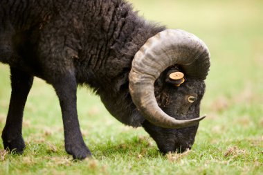 Otlayan erkek koyunlara yaklaşın.