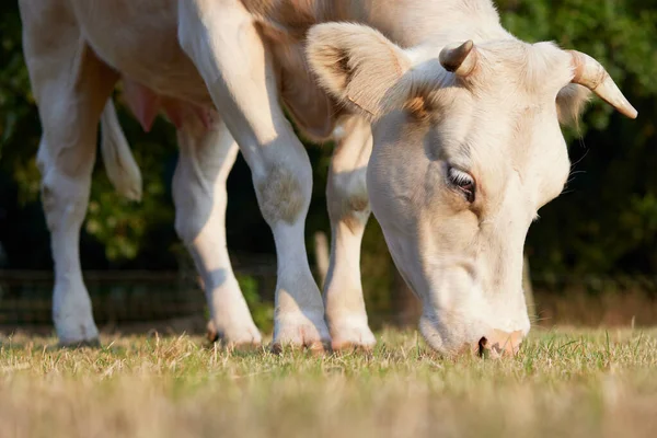 Close Pasto Vaca Branca — Fotografia de Stock