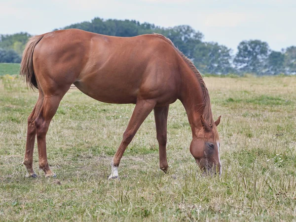 Коричневий Кінь Пасеться Траві — стокове фото