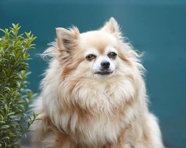 Retrato Chihuahua Marrón —  Fotos de Stock