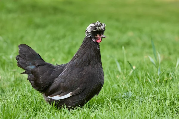 草の中の黒いポーランドの鶏 — ストック写真
