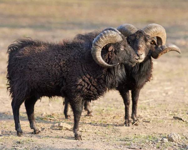 Two Brown Male Ouessant Sheep Stok Fotoğraf