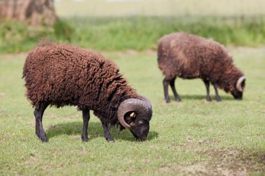 Kahverengi erkek otlakta koyundan hızlı koşar
