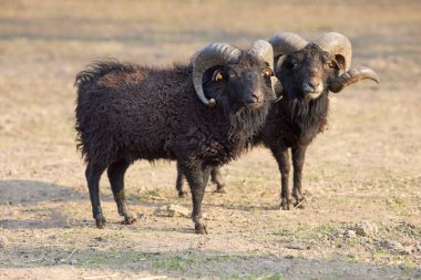 Two black male ouessant sheep