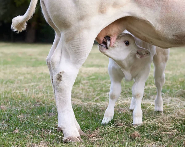 Cielę Pijące Mleko Wymienia Krowy — Zdjęcie stockowe
