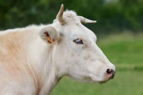 Κοντινό Πλάνο Του Κεφαλιού Της Λευκής Αγελάδας — Φωτογραφία Αρχείου