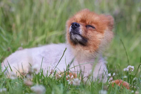 Słodkie Pomeranian Szczeniak Trawie — Zdjęcie stockowe