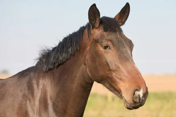 Porträt Eines Pferdes Aus Nächster Nähe — Stockfoto