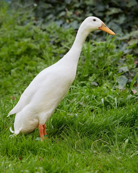 Pato Corredor Indiano Branco Grama Jardim — Fotografia de Stock