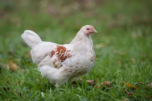 Fiatal Fehér Csirke Kertben — Stock Fotó