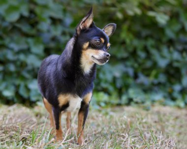 Kahverengi siyah bir chihuahua portresi