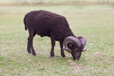 Taze kazıklanmış erkek koyun.