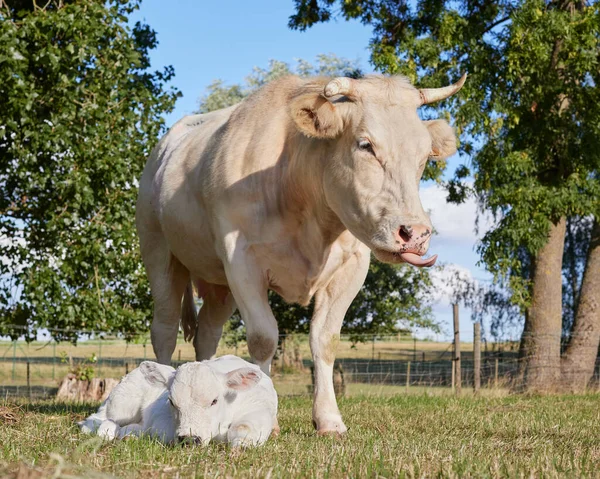 Vaca Branca Bezerro Prado — Fotografia de Stock