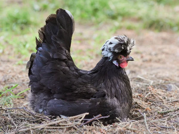 stock image Black Poland chick free range in garden