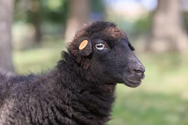 褐色の雌羊の肖像 ロイヤリティフリーのストック写真