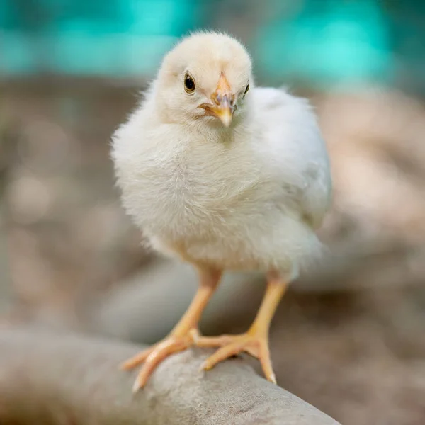 Κοτόπουλο Μωρό Ένα Αγρόκτημα — Φωτογραφία Αρχείου