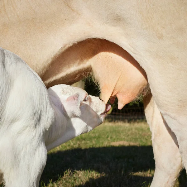 Bebida Bezerro Leite Úbere Vaca — Fotografia de Stock