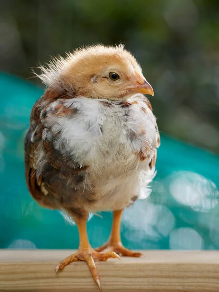 Κοτόπουλο Μωρό Απομονώνονται Θολή Φόντο Στον Κήπο — Φωτογραφία Αρχείου