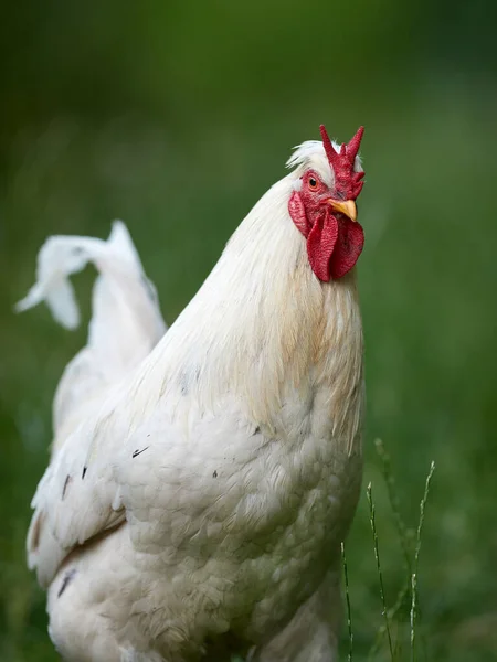White Rooster Comb Blurred Background Garden — Stock Photo, Image