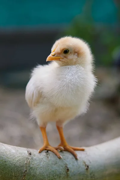 Молодой Новорожденный Цыпленок Траве Изолирован Размытом Фоне — стоковое фото