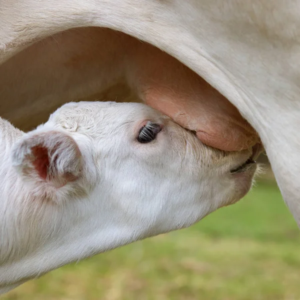 Телёнок Пьёт Молоко Вымени Коровы — стоковое фото