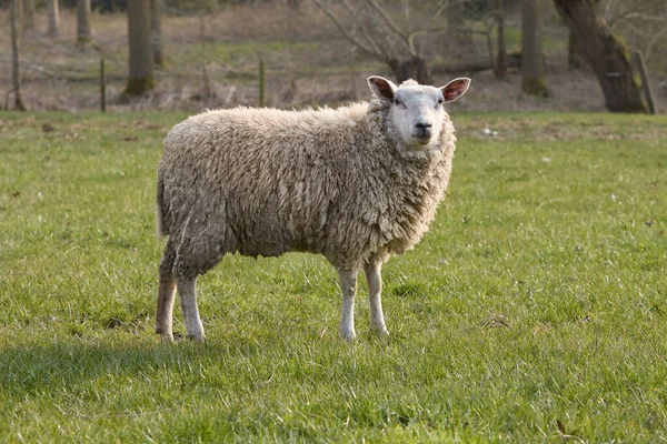 Moutons Blancs Dans Herbe — Photo