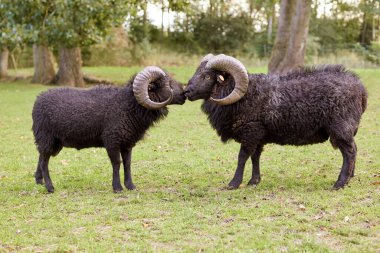 İki erkek koyun birbirine dokunuyor.