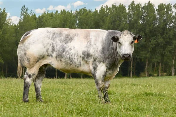 Grey Cow Meadow Threes — Stock Photo, Image
