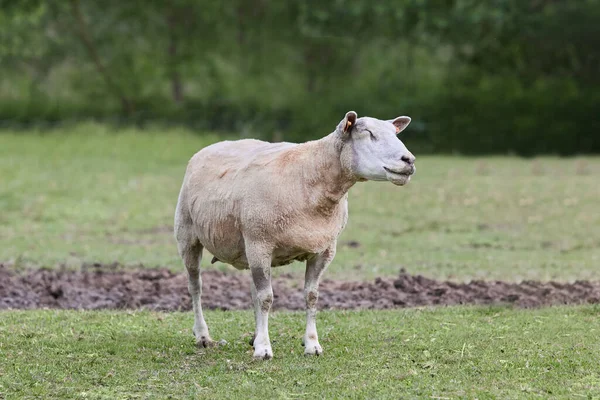 White Freshly Fleeced Sheep Meadow — Stock Photo, Image
