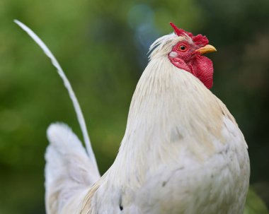 V tarak ile beyaz horozu kapat