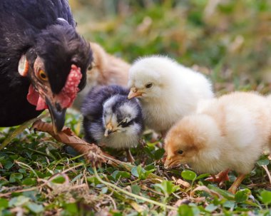 Yuvada yeni doğmuş yavrularla siyah civciv