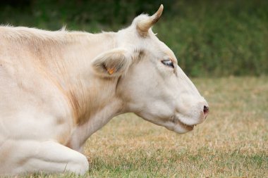 İneğin kafasının fotoğrafını çek.