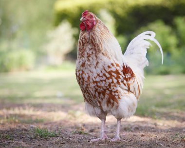 Bahçede beyaz kahverengi horoz