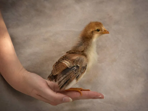 Студийный Портрет Новорожденного Цыпленка Рукой — стоковое фото