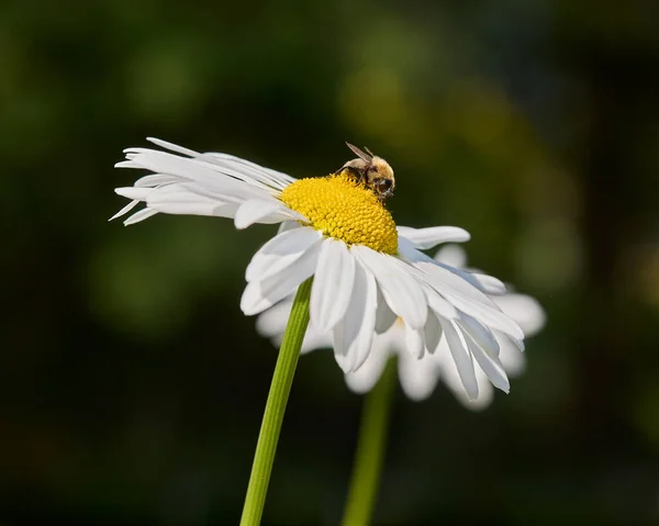 Insect Daisy Flower Garden — Stock Photo, Image
