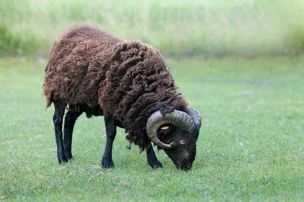 Hnědý Samec Mladé Ouessant Ovce — Stock fotografie