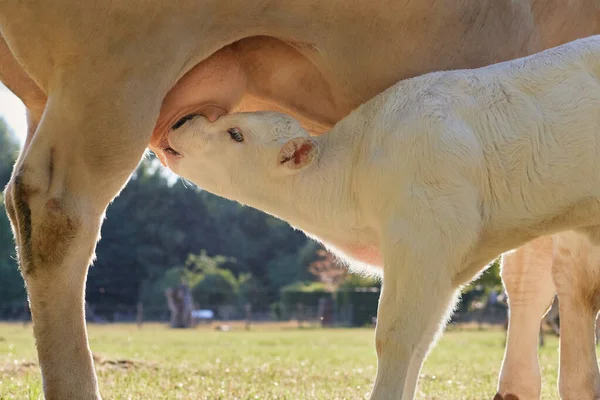 Jovem Bezerro Bebendo Leite Úbere Vaca Mãe — Fotografia de Stock
