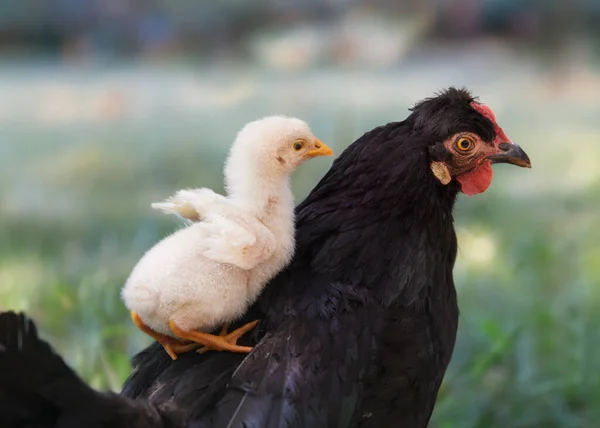 Novorozená Kuřátko Sedí Zadní Straně Černošky Matka Kuřátko — Stock fotografie