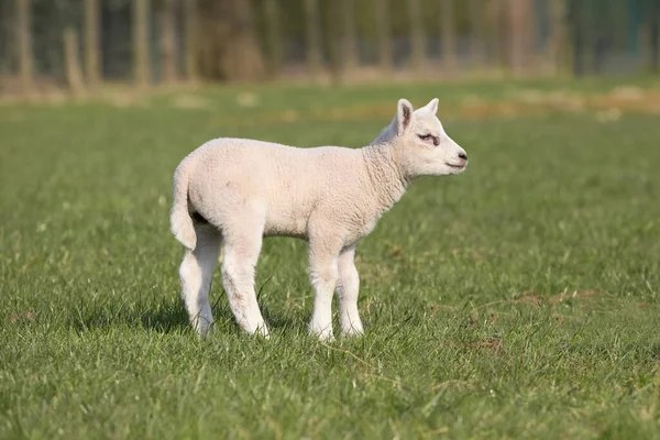 White Lamb Meadow — Stock Photo, Image