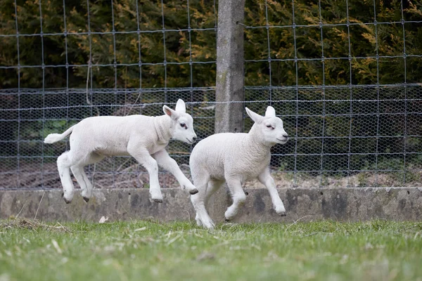 Két Fehér Bárány Játszik Ugrik Réten Stock Kép