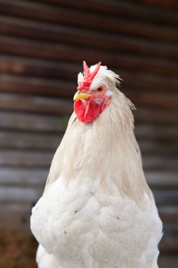 V tarak ile beyaz horoz